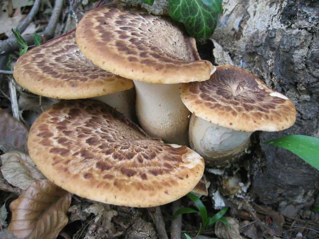 2005 :  Un anno di funghi